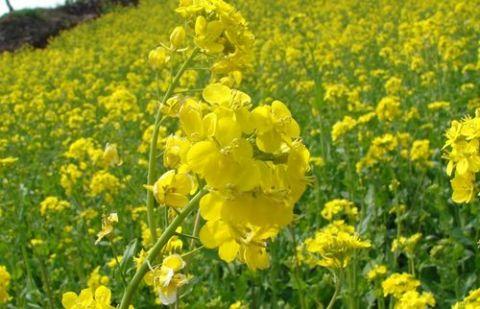 国产最新寻花在线,国产最新寻花在线，带你领略春日花海之美